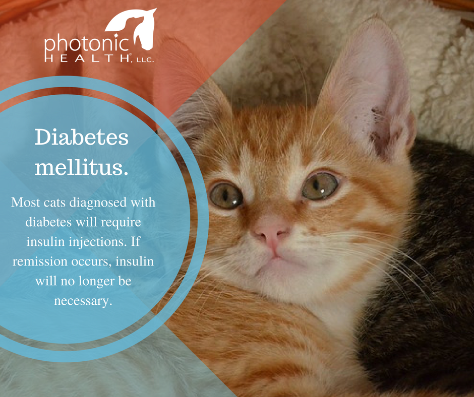 Symptoms Of Diabetes Mellitus In Cats