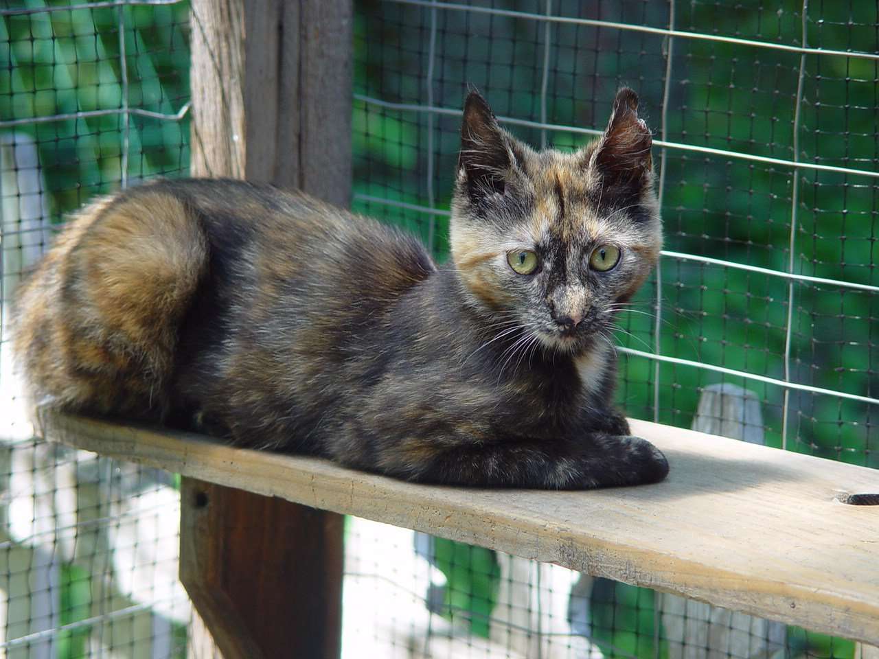 Taming Feral Cats / Kittens: #19 Are Tortie kittens harder ...