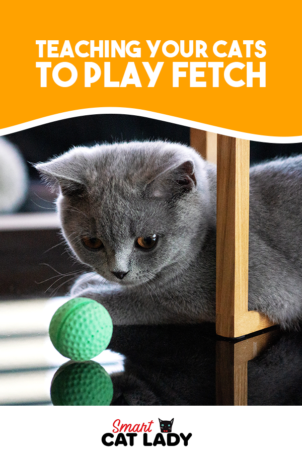 Teaching your Cats to Play Fetch