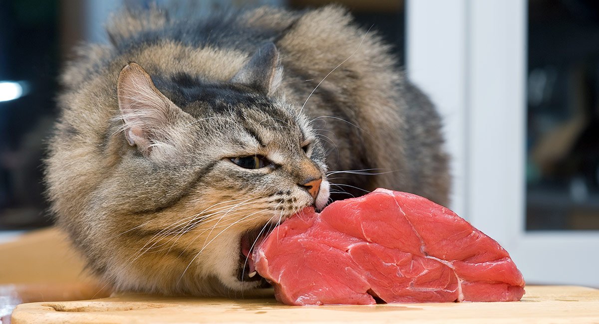 The 10 Best Raw Cat Foods on the Market