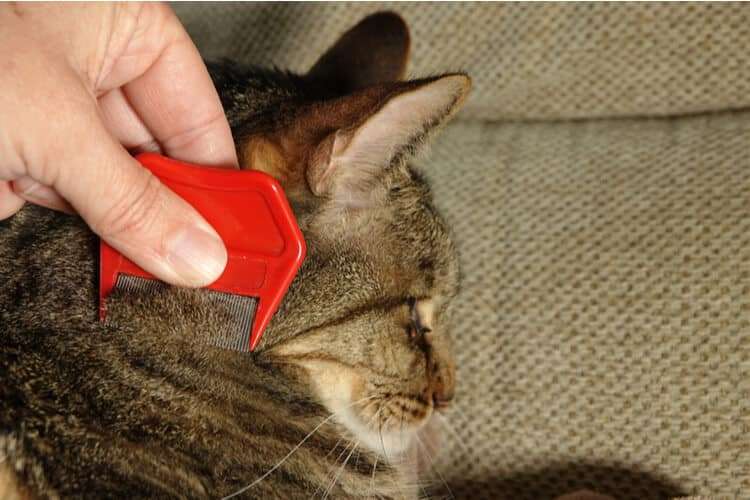 The 25 Best Flea Combs for Cats of 2020