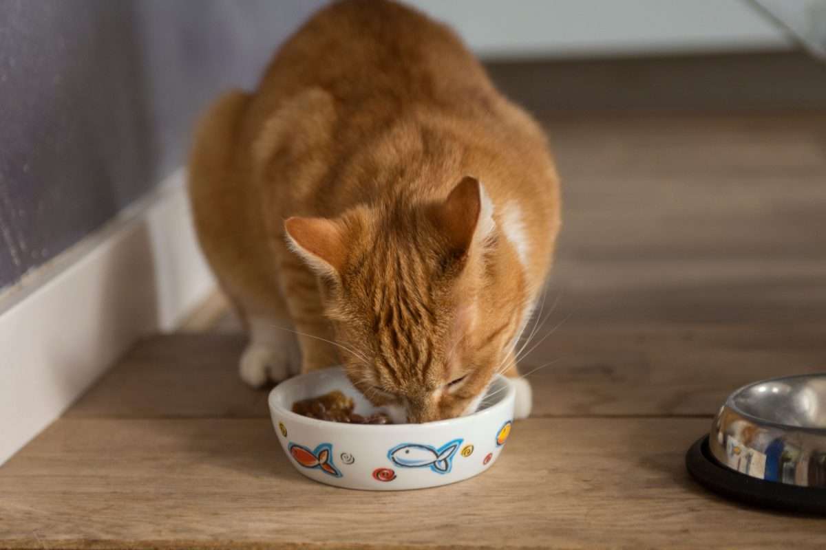 The 6 Best Canned Cat Foods of 2021