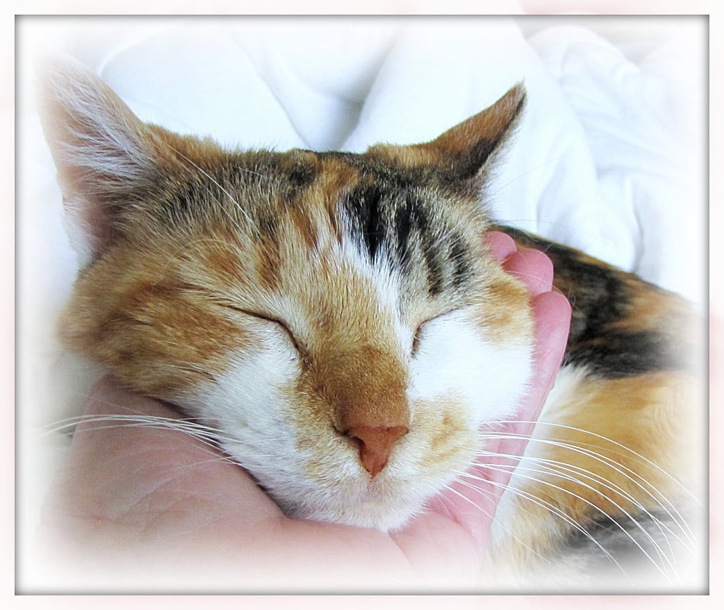 The Amazing Healing Powers of Purring Cats / PetbookToday