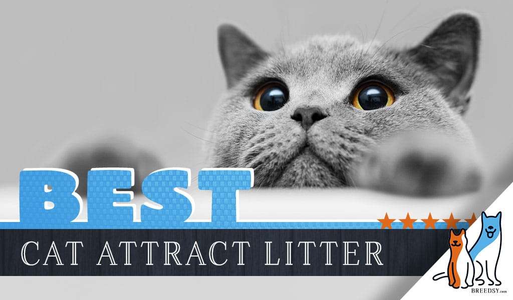 The Best Cat Attract Litter if Your Cats Not Using the ...