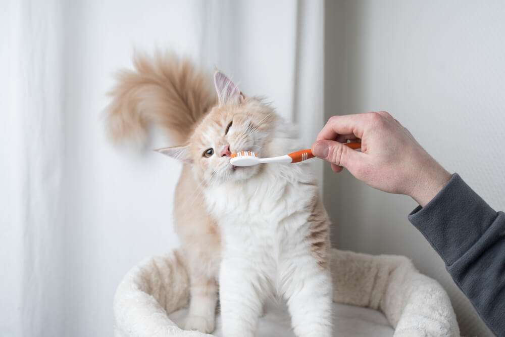 The Best Cat Toothpaste For Healthy Teeth (Approved by ...