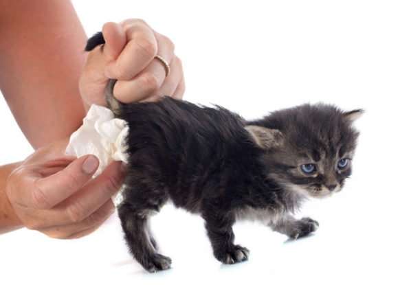 The Best Dry Cat Foods to Treat Diarrhea