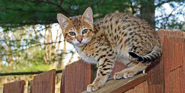 The Best Dry Food For Savannah Cat Your Money Can Buy