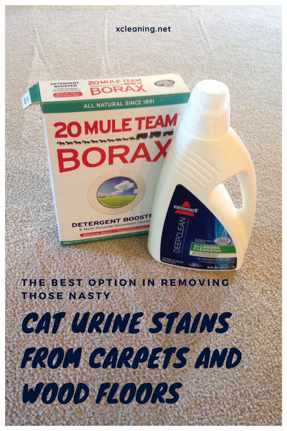 The Best Option In Removing Those Nasty Cat Urine Stains ...