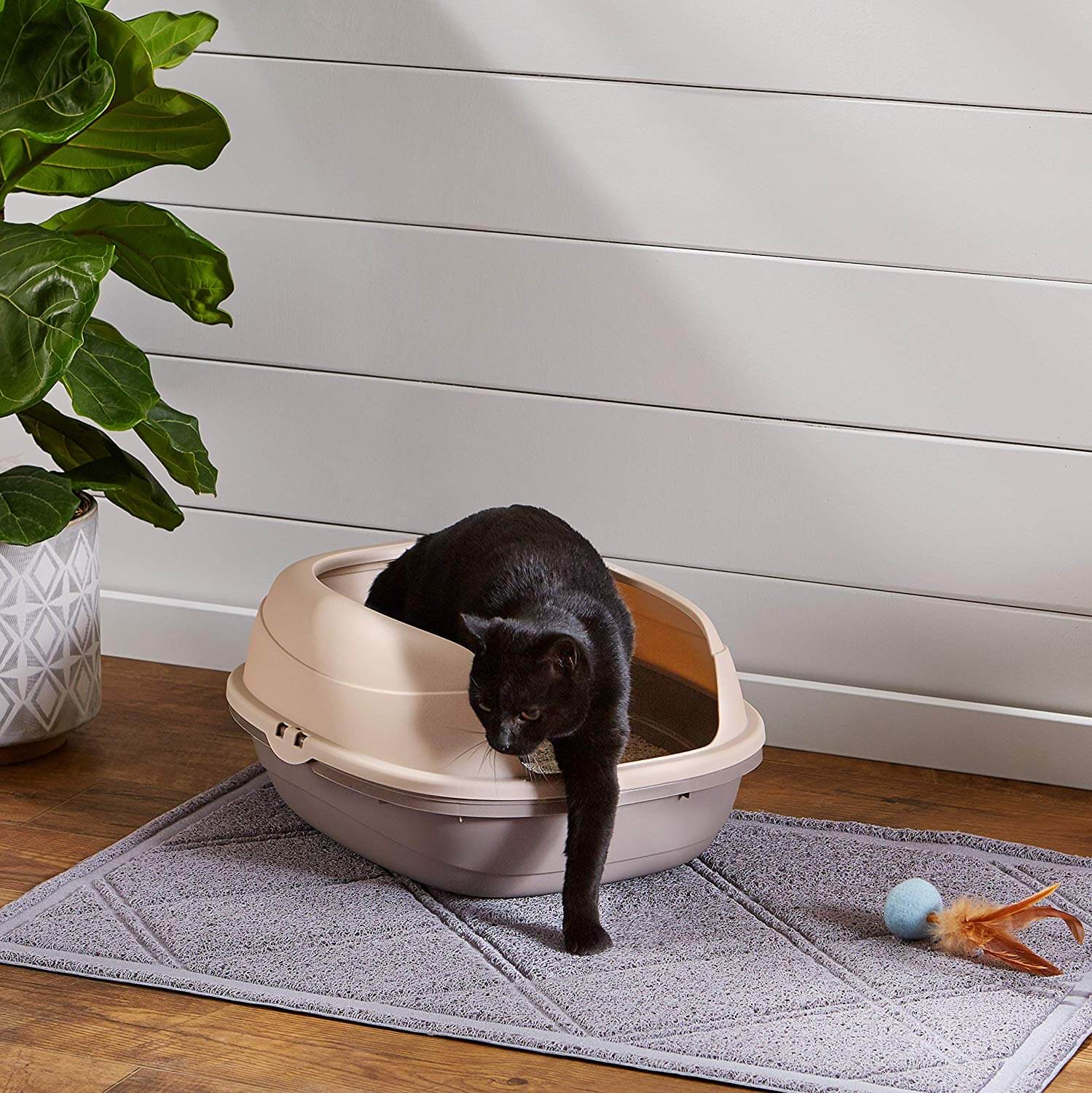 The Best Top Entry Cat Litter Boxes in 2020