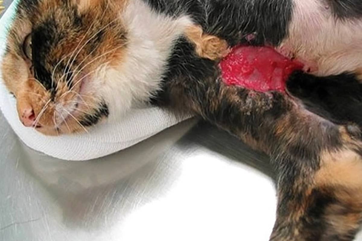 The Four Stages of Cats Wounds Healing