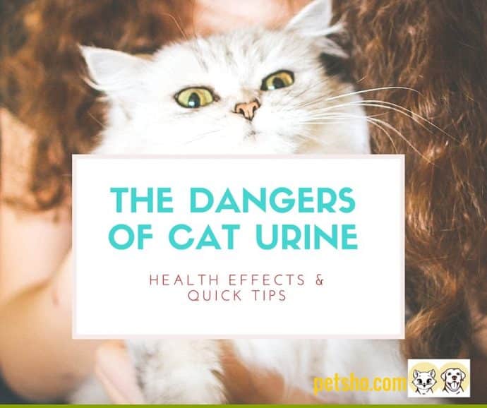 The Hidden &  Prolonged Dangers Of Your Cat