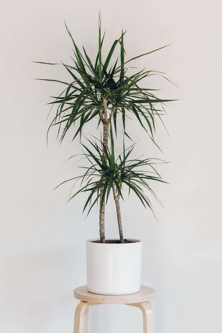 The Madagascar dragon tree can make a great focal point in ...