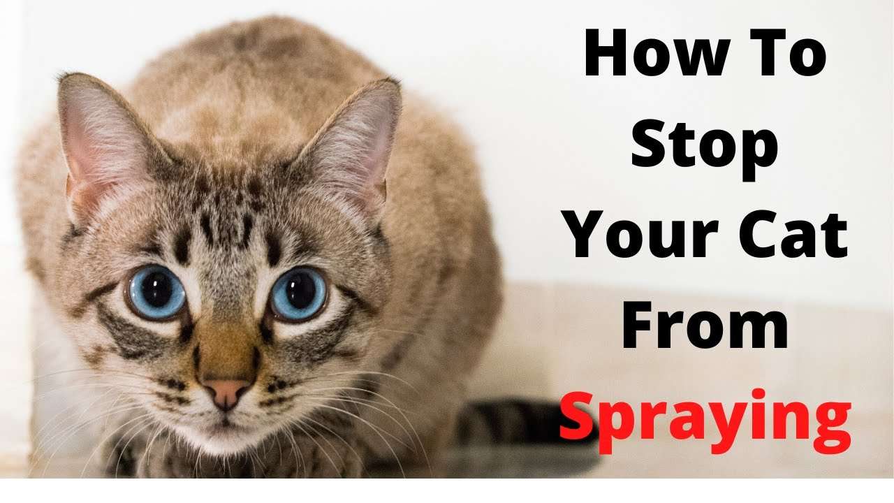 The Most Effective Way to Stop Your Cat From Spraying ...