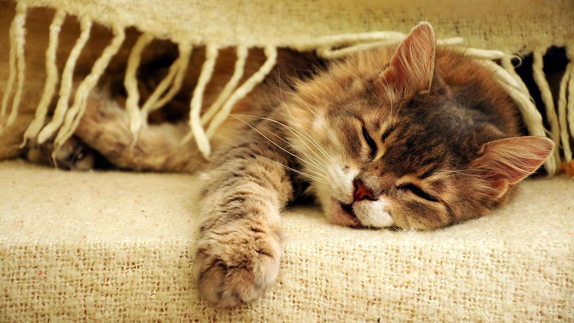 The mystery behind why cats really purr