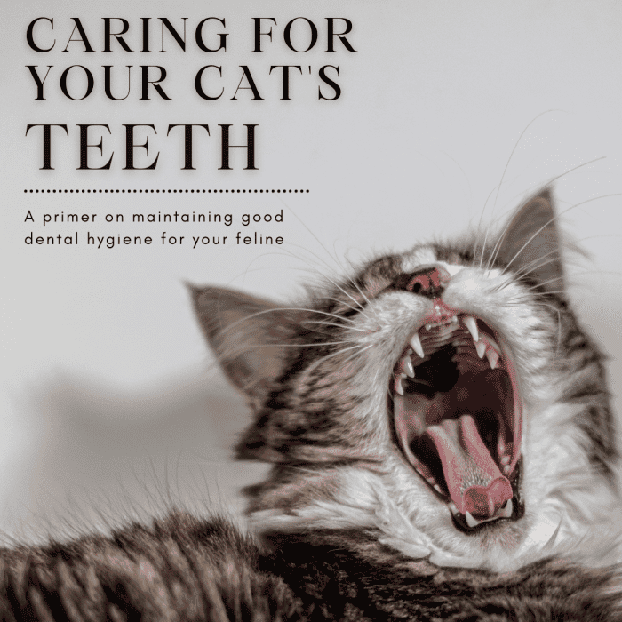 The Necessity of Keeping Your Cats Teeth Clean