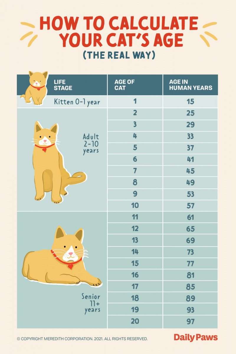 The Real Way to Calculate Your Cat