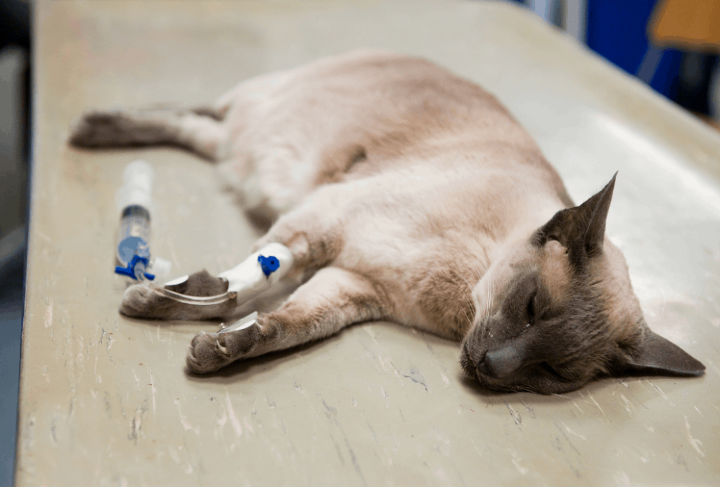 The Risk of Anesthesia in Pets