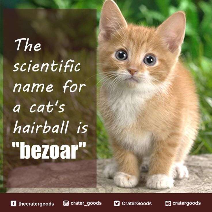 The scientific name for a cat