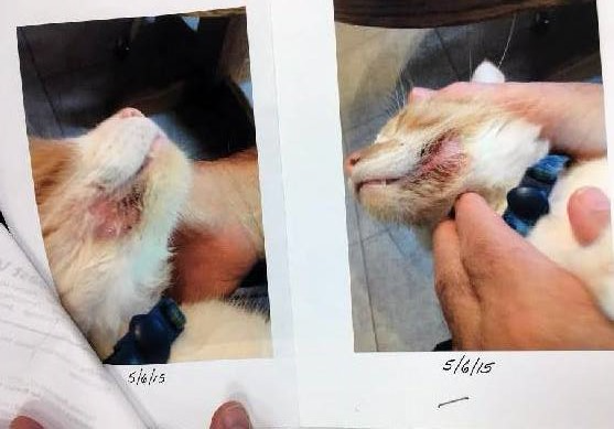 The Successful Treatment of Feline Miliary Dermatitis ...