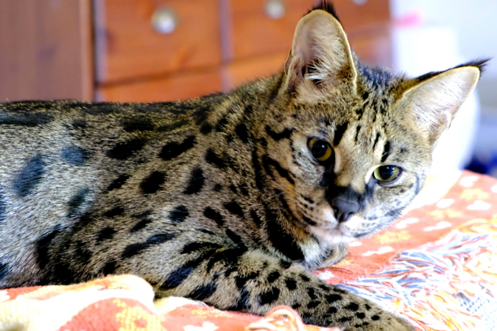 The Truth About Savannah Cats And If They Make Good Pets