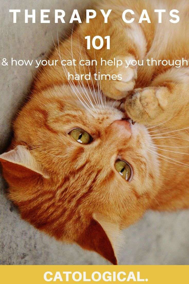 Therapy Cats 101