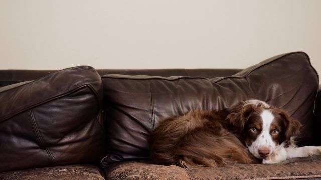These Are the Best (and Worst) Couch Fabrics for Pet Owners