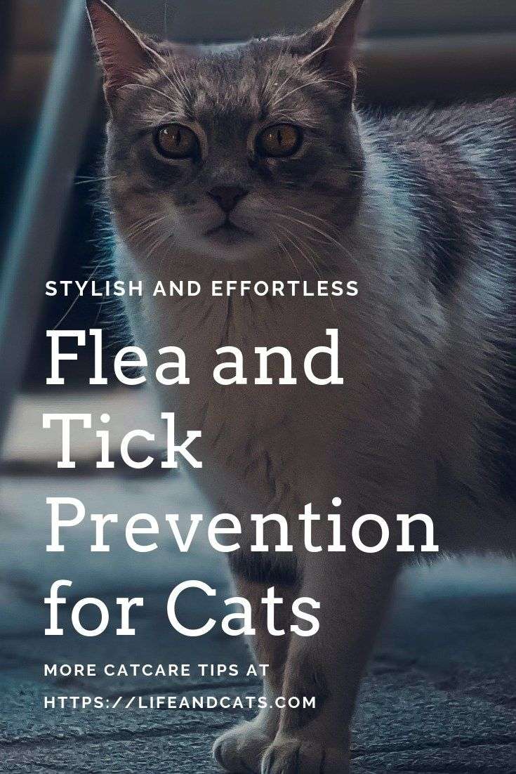 They Are Coming! Fleas and Ticks 101