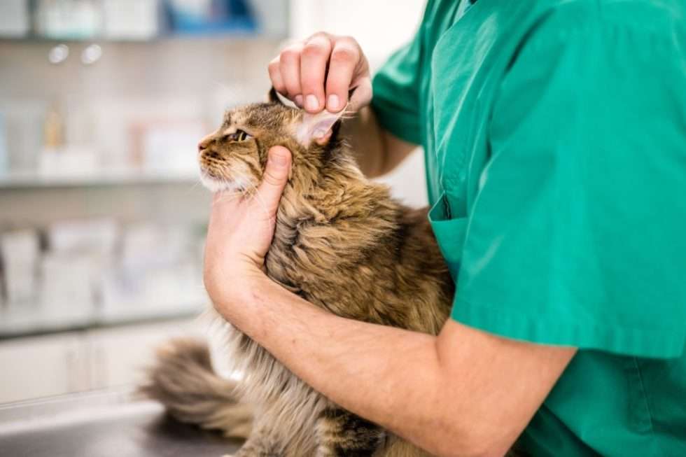 Things You Should Know About Cat After Spaying And Declawing