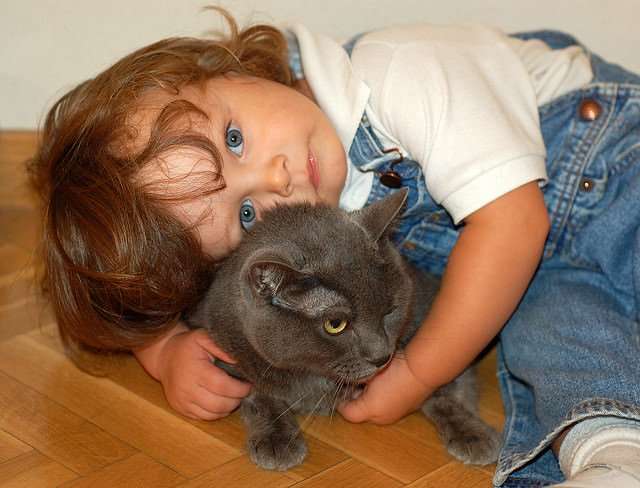 Think Your Cat Would Make a Great Therapy Animal? Here