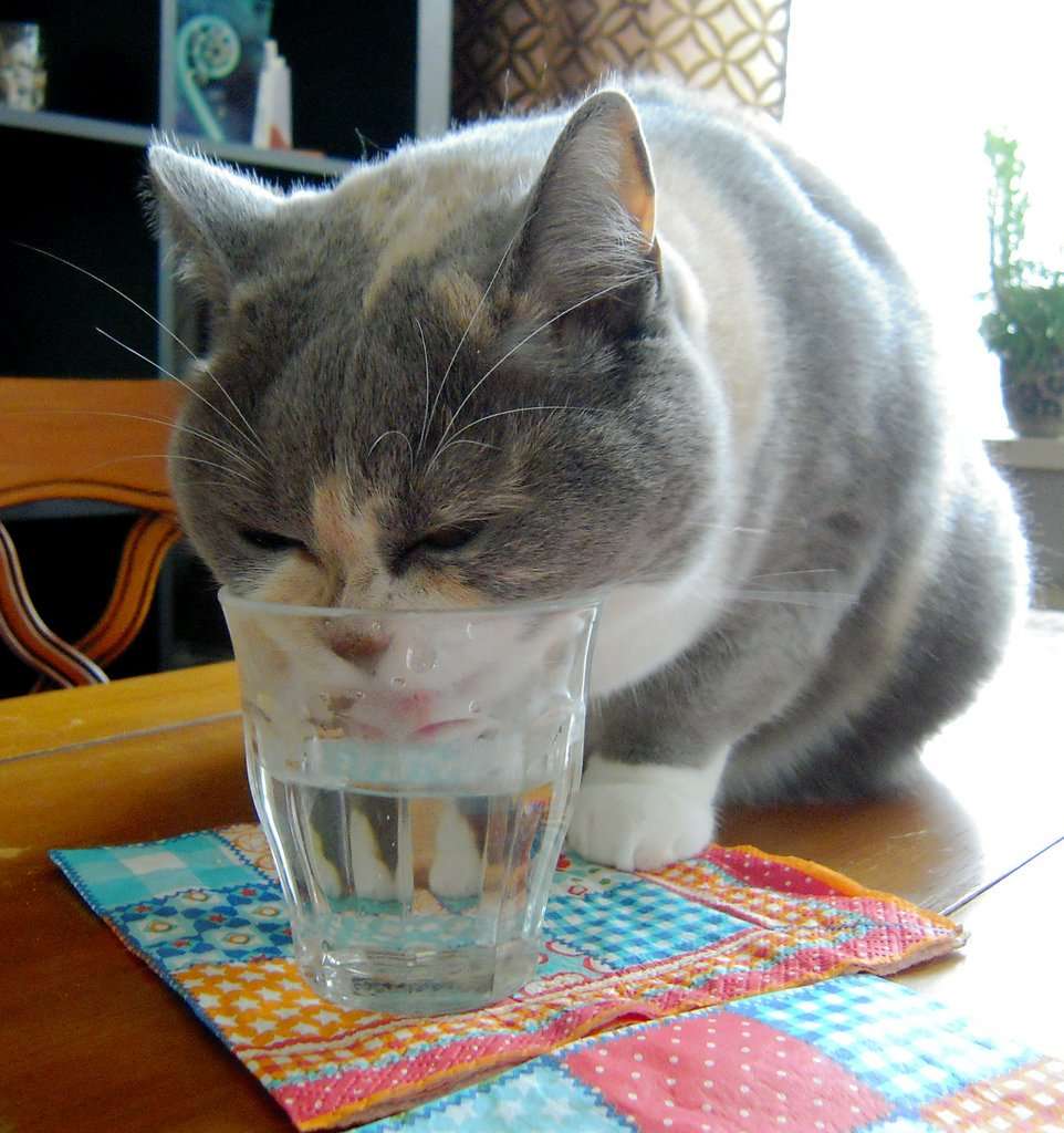 Thirsty Cats