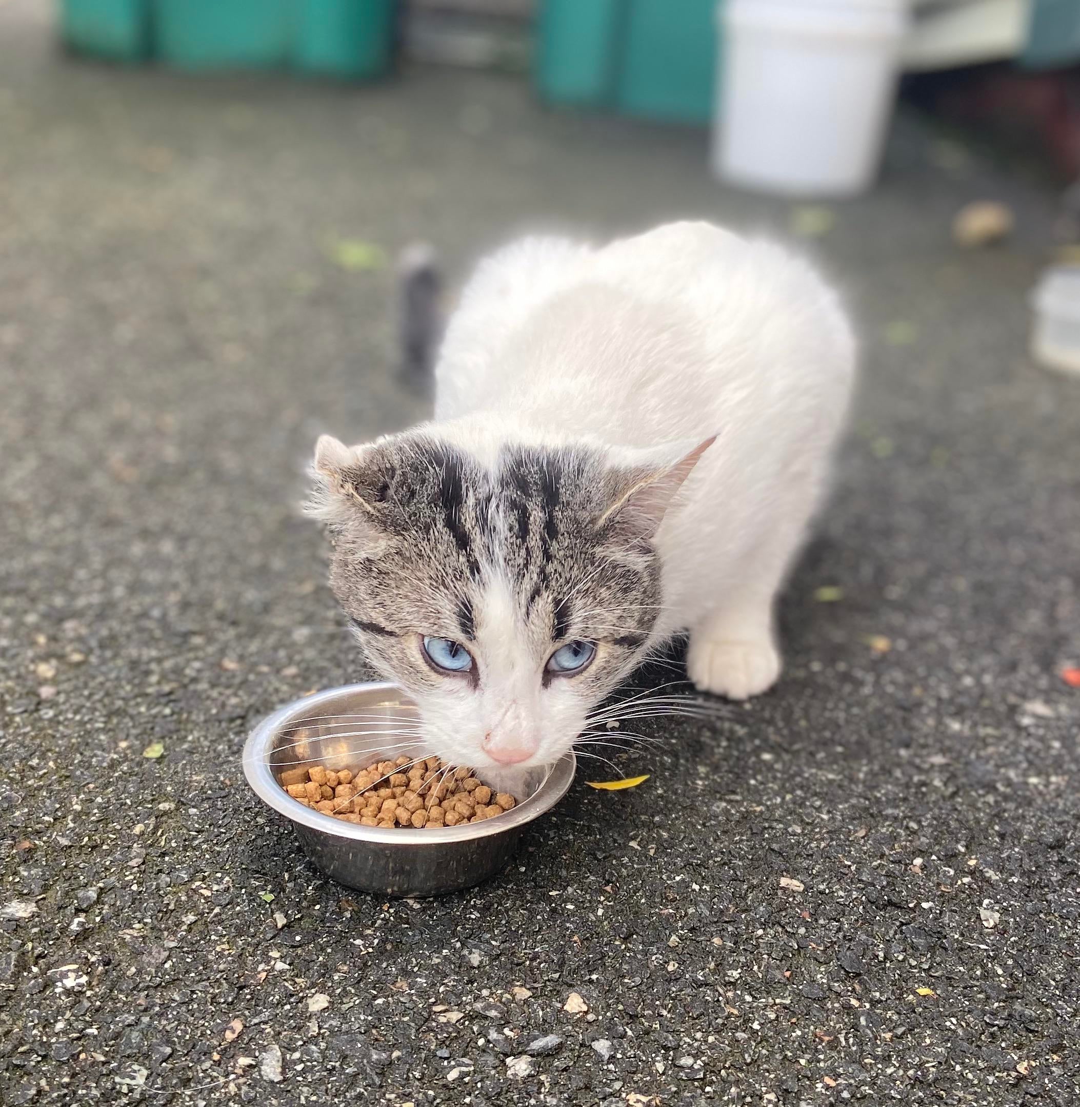 This absolutely beautiful stray cat that I started feeding over last ...