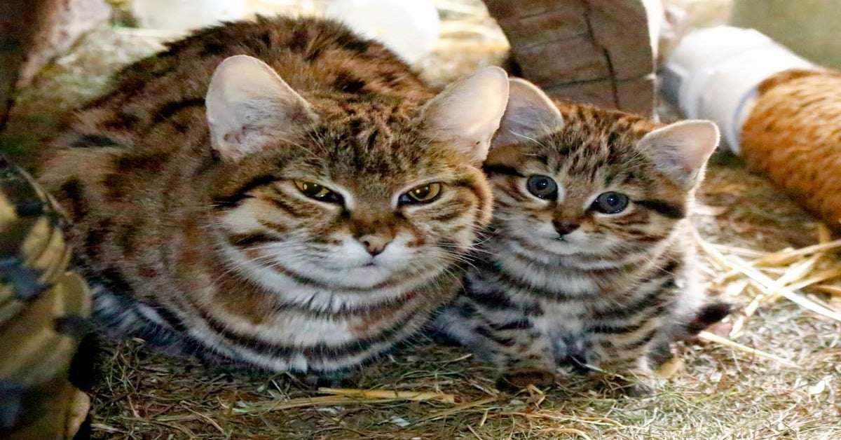 This is a full grown black footed cat next to her kitten ...