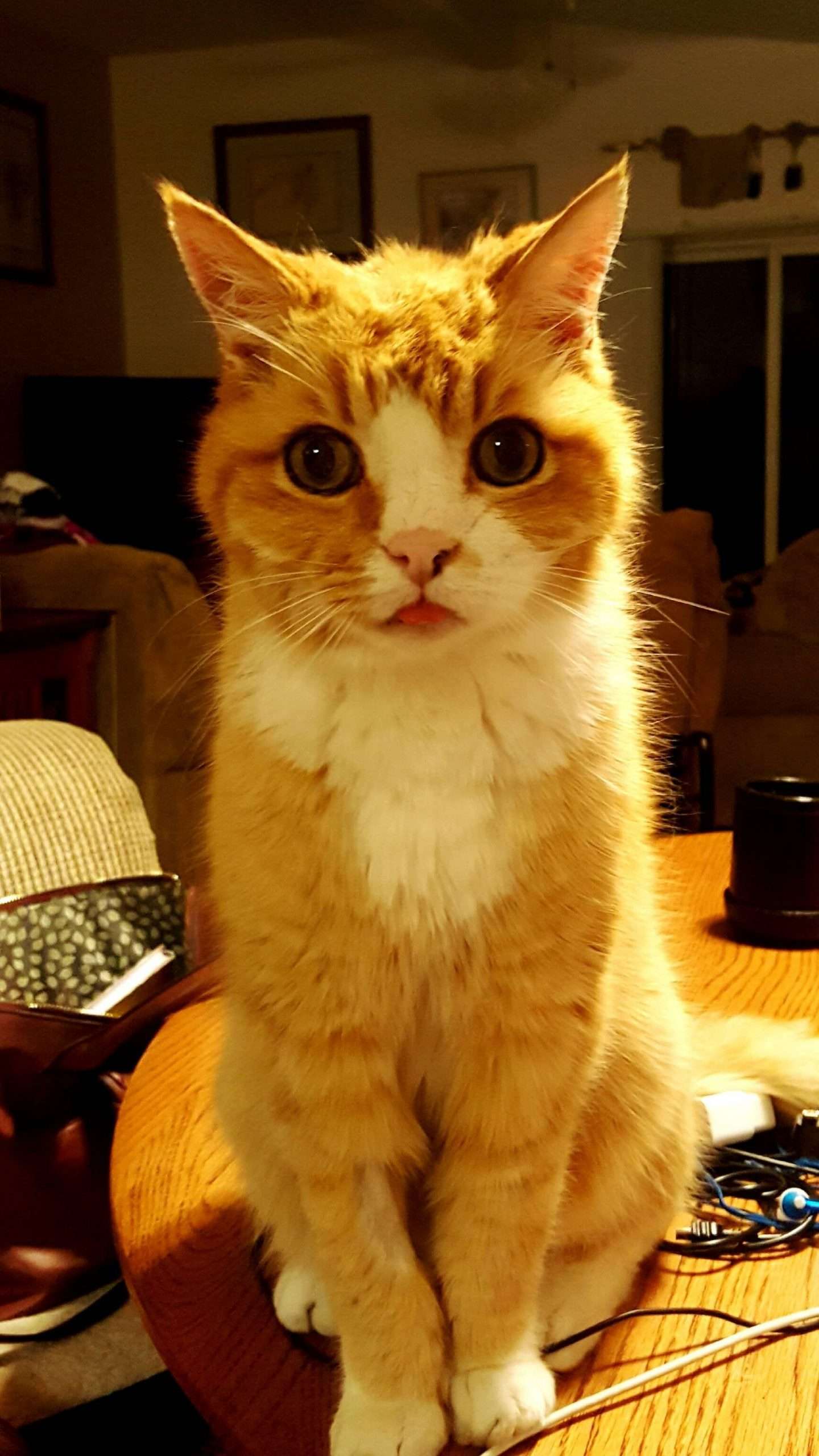 This is my 17 year old cat, Geo. He still looks like a ...