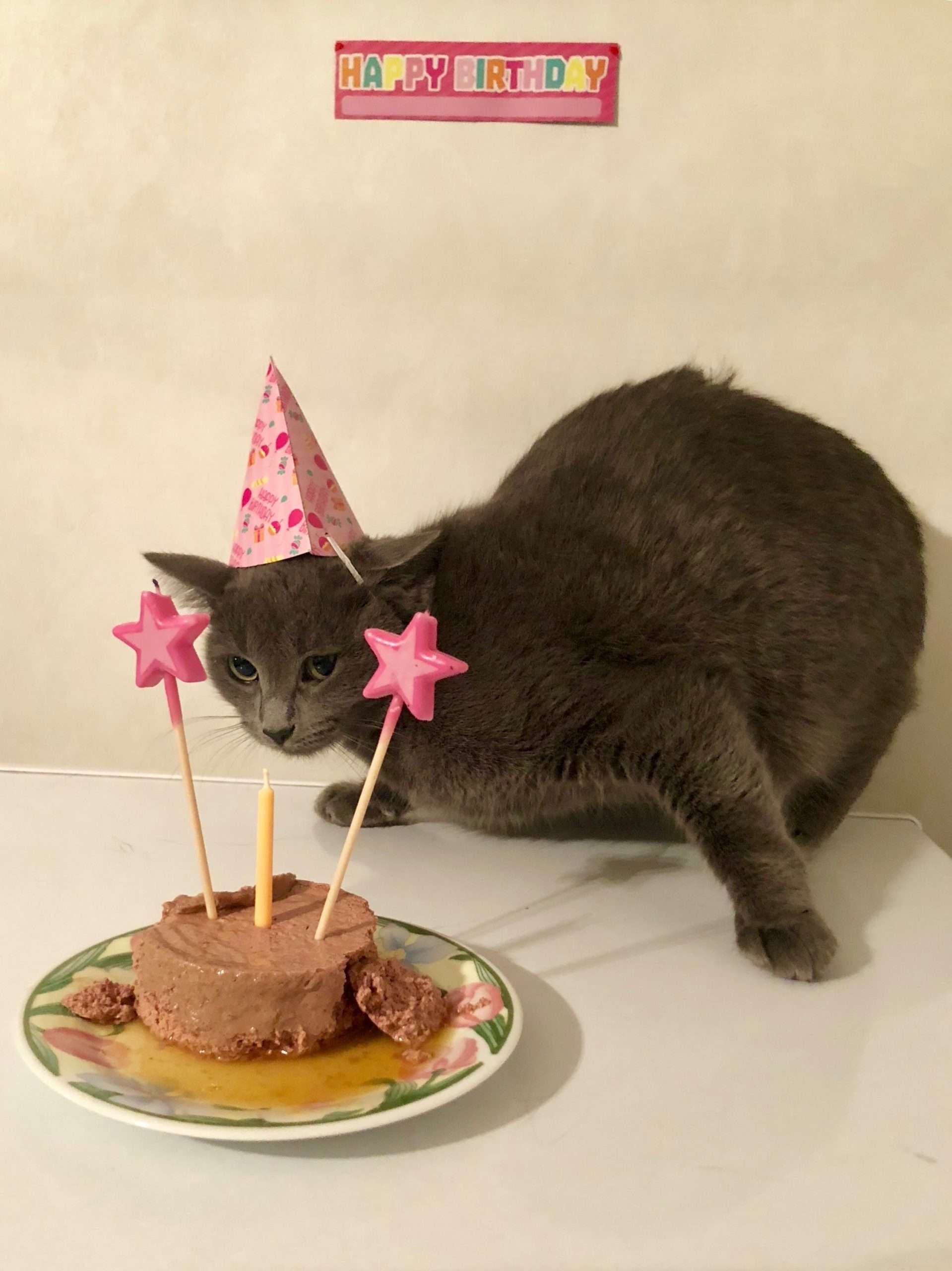 Threw my cat a birthday party. : cats