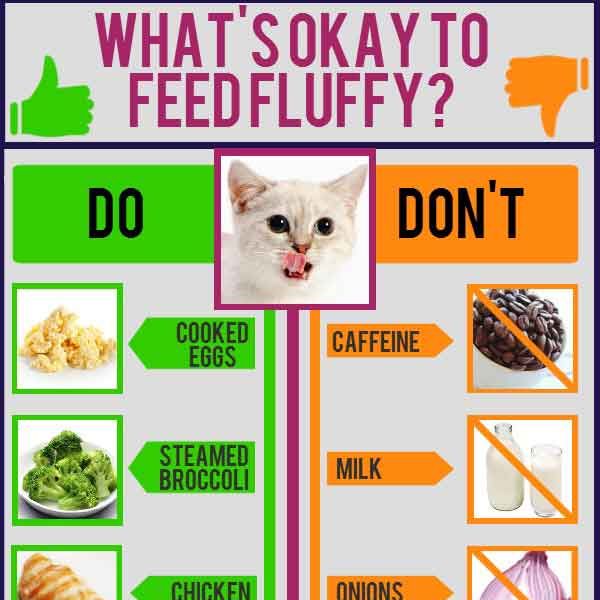 Tips to Feed Your Cat with Safe Human Foods