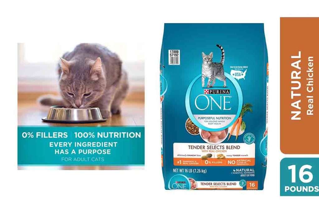 Top 10 Best Vet Recommended Dry Cat Food of 2020 Review  Best Pet Pro