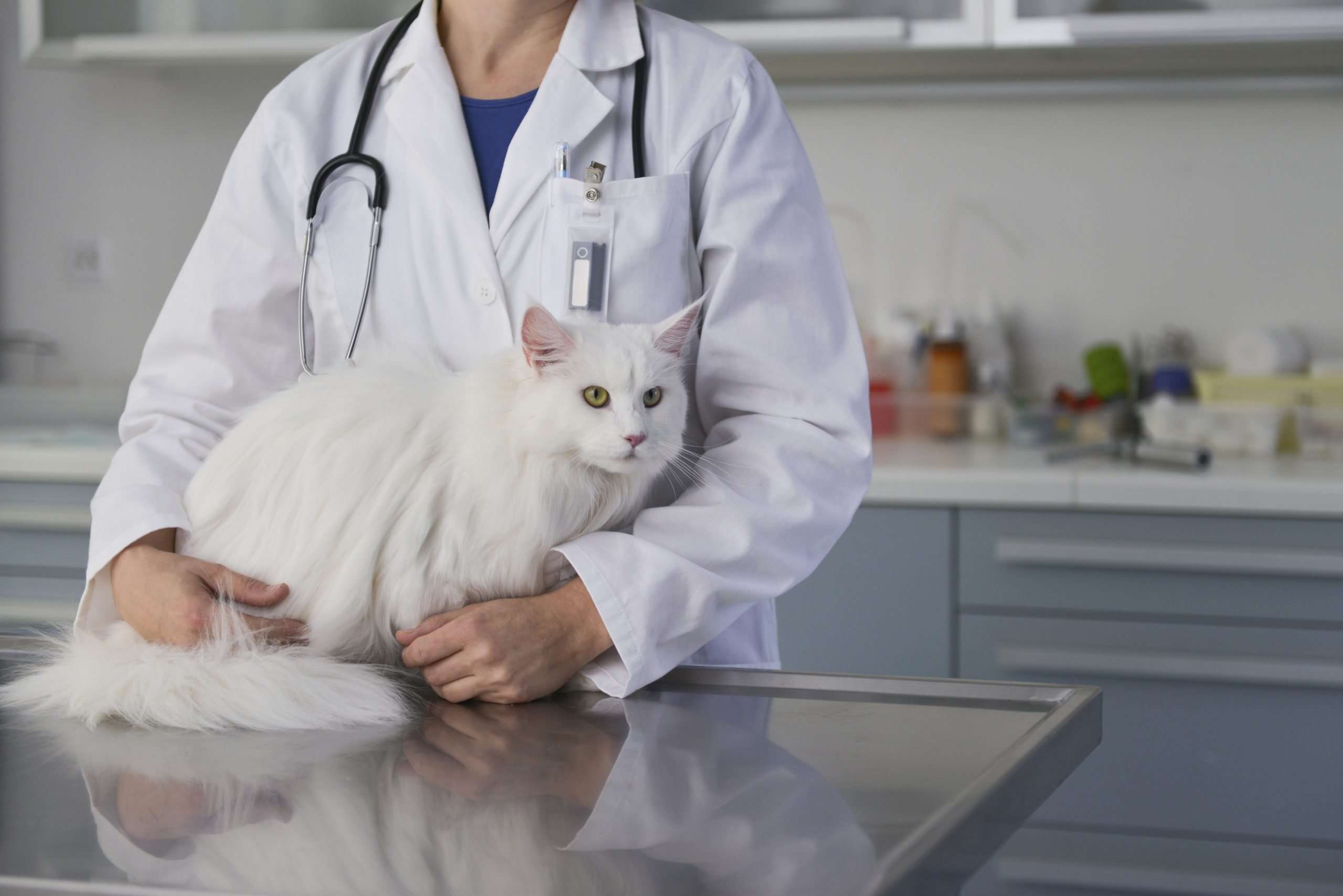 Top 10 Cat Veterinary Costs And How to Address Them