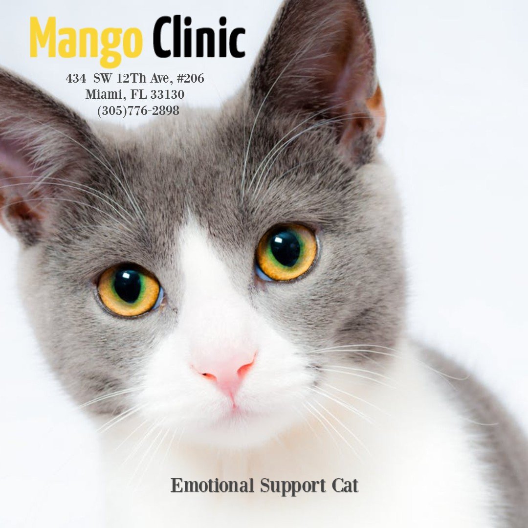 Top 10 FAQ About Emotional Support Pets Â· Mango Clinic