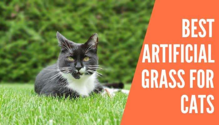 Top 5 Best Artificial Grass for Cats