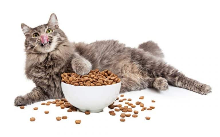 Top 5 Best Cat Food For Older Cats That Vomit. Reviews.