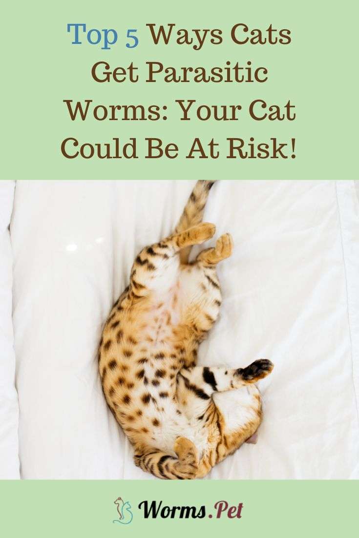Top 5 Ways Cats Get Parasitic Worms: Your Cat Could Be At ...