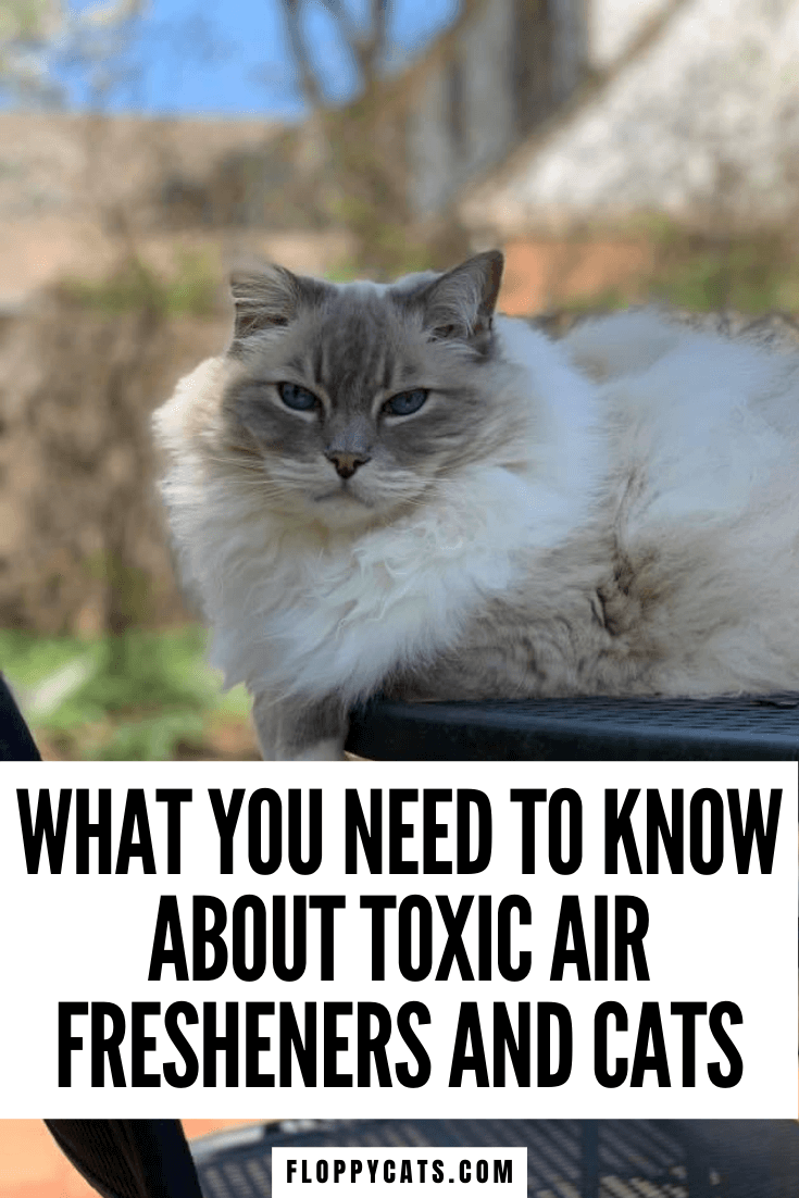 Toxic Air Fresheners & Cats