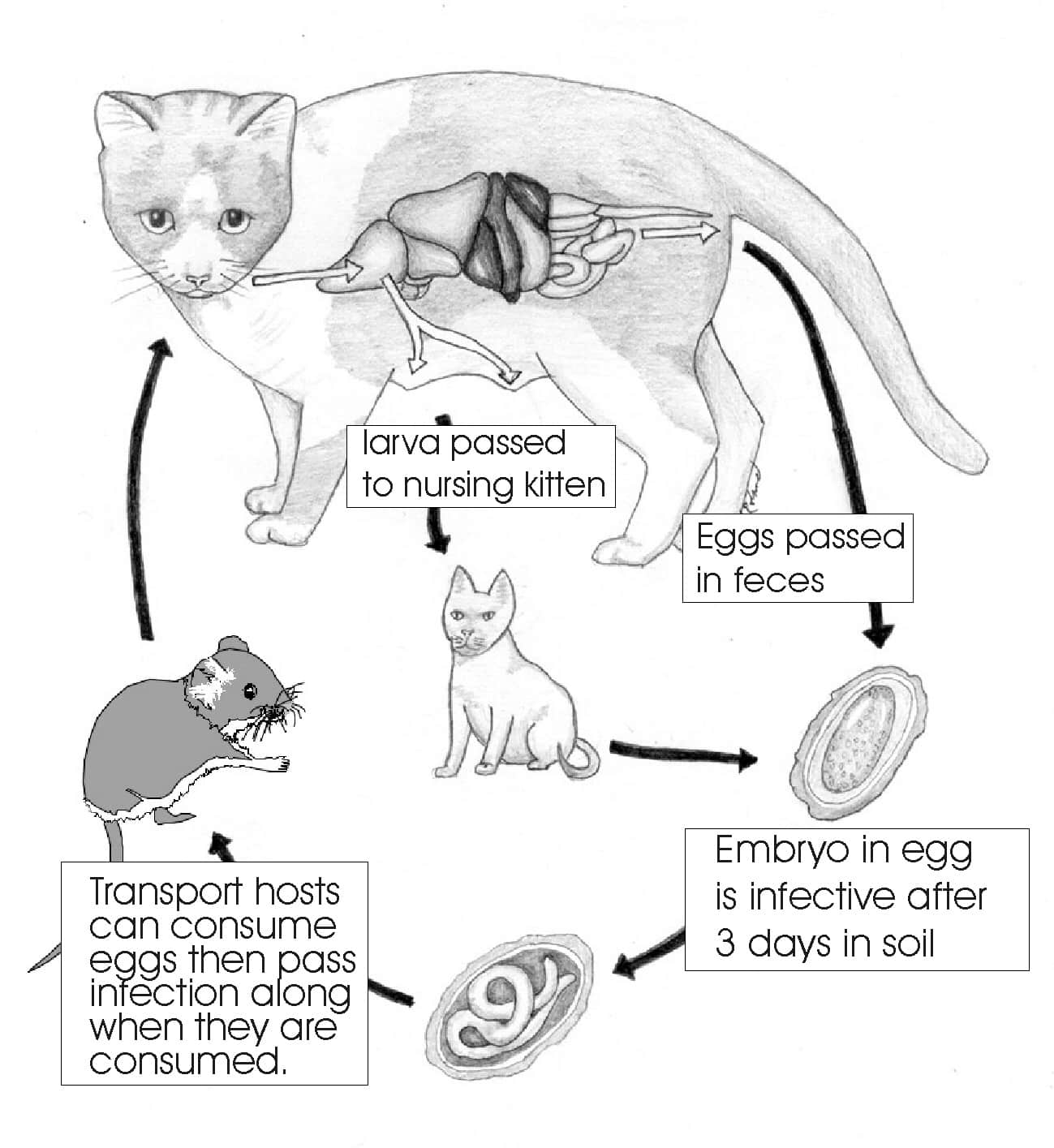 Toxoplasmosis in Pets