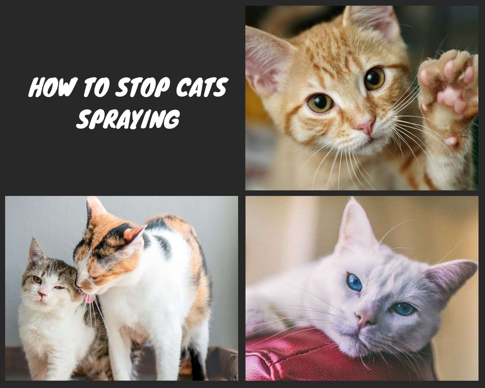 How To Get Your Cat To Stop Spraying - LoveCatsTalk.com