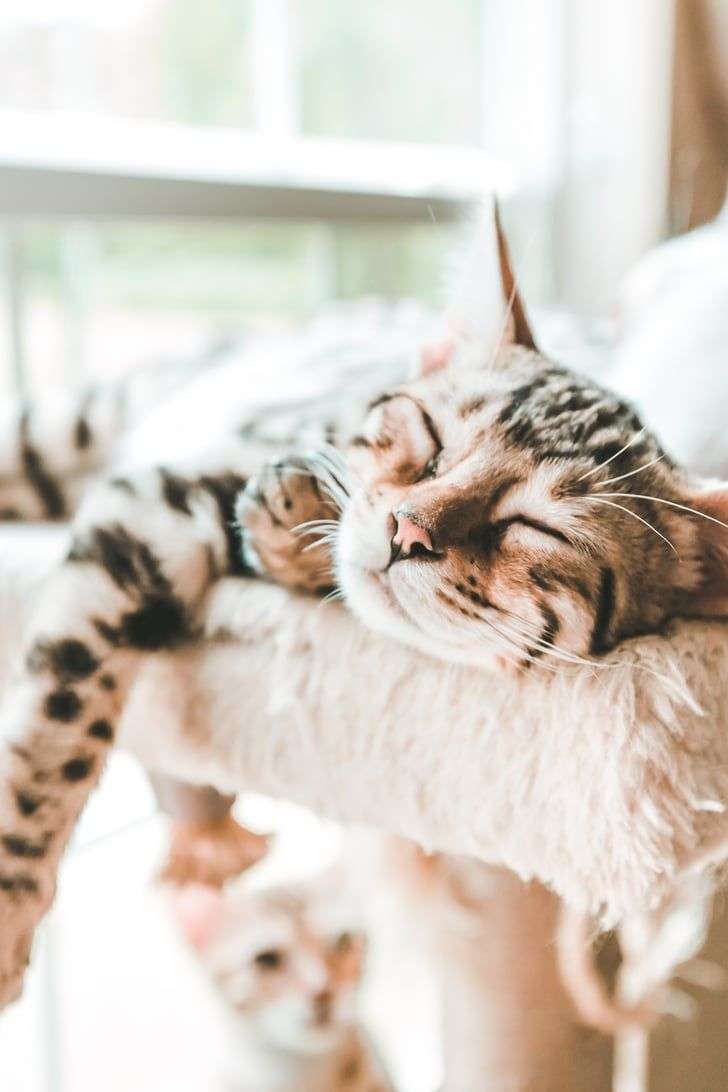 Try Not to Say " Aww"  â Cats Purr in Their Sleep Because ...