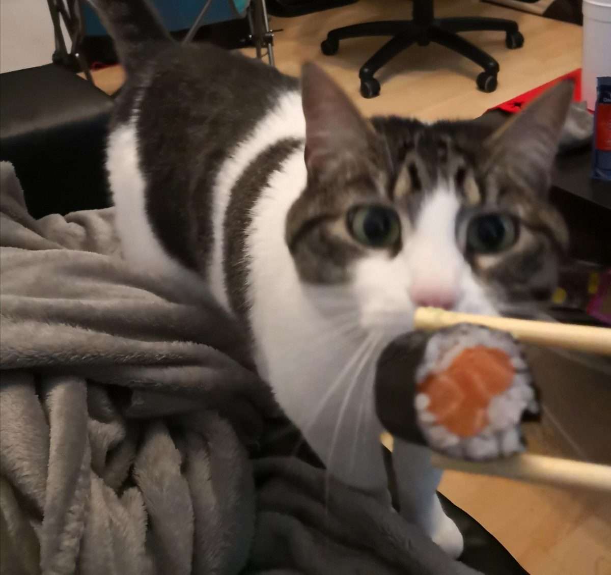Trying to eat sushi in front of my cat....not my brightest idea : aww