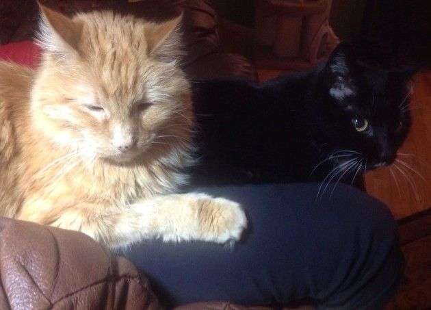 Two cats on a lap