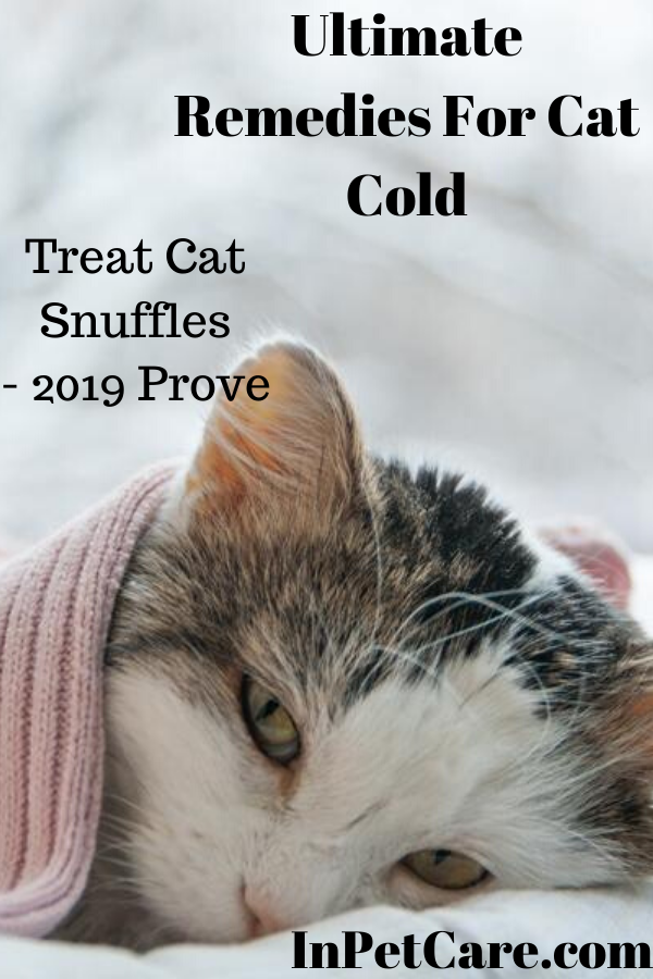 Ultimate Remedies For Cat Cold
