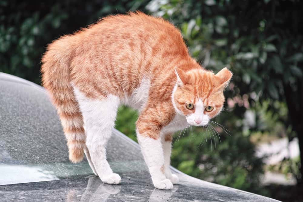 Understanding How &  Why Cats Arch Their Backs