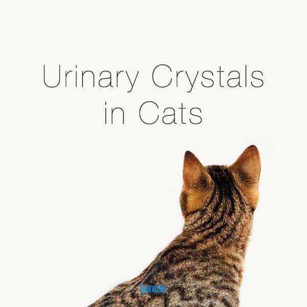 Urinary Crystals in Cats